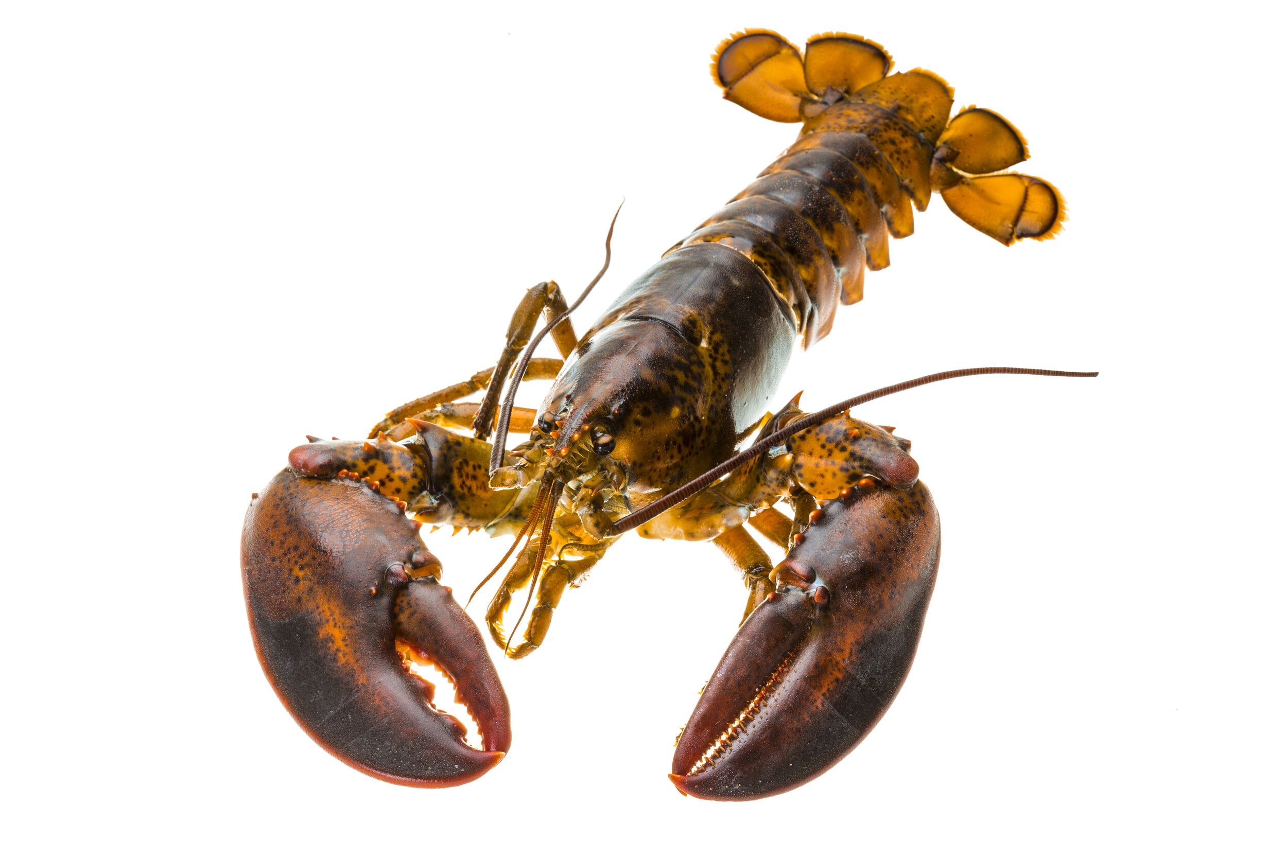 Raw lobster Bob's Seafood