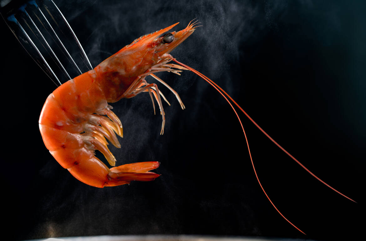 vecteezy_steamed-shrimp-on-fork-isolated-on-dark-background-with-copy_7789380_592-2500x1647.jpg